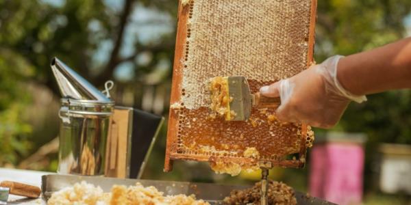 SAJAM PČELARSTVA I PČELARSKE OPREME BEE FEST  – SA MEDJUNARODNIM UCESCEM